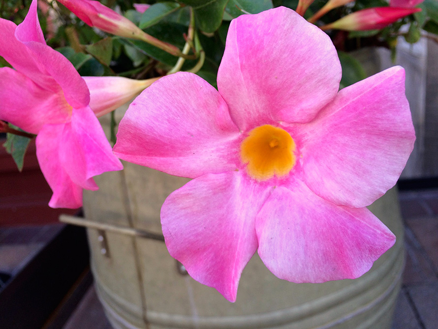 Hot Pink Flowers