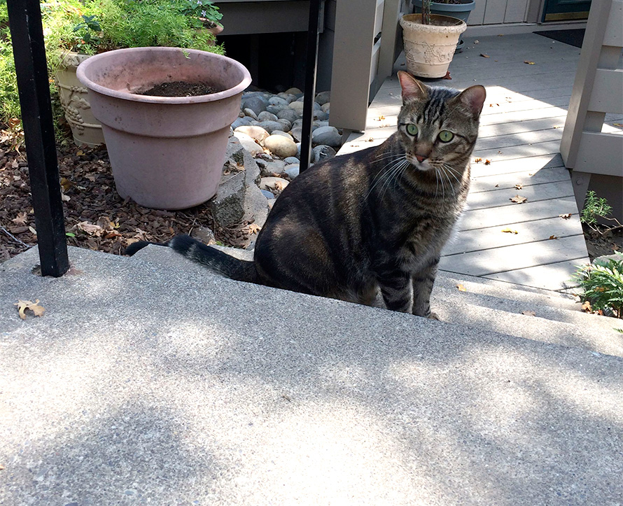 Tater the Tabby (1)