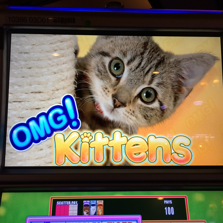 OMG! Kittens
